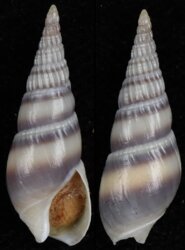 Bullia vittata