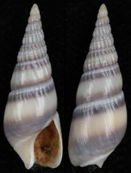 Bullia vittata