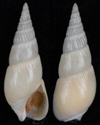 Bullia vittata