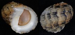 Nerita histrio
