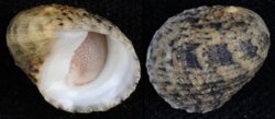 Nerita histrio