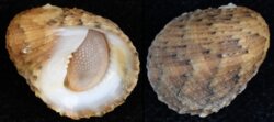 Nerita histrio