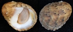 Nerita histrio