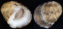 Nerita histrio