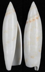 Terebellum terebellum