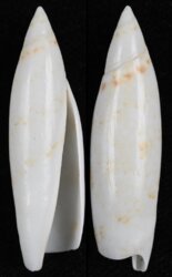 Terebellum terebellum